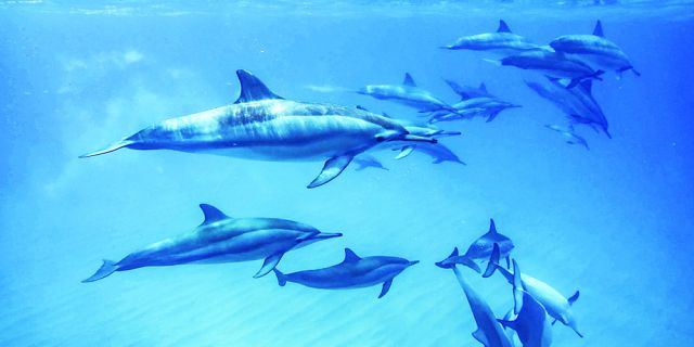 Swim with dolphin 2 5 hour budget trip (4)